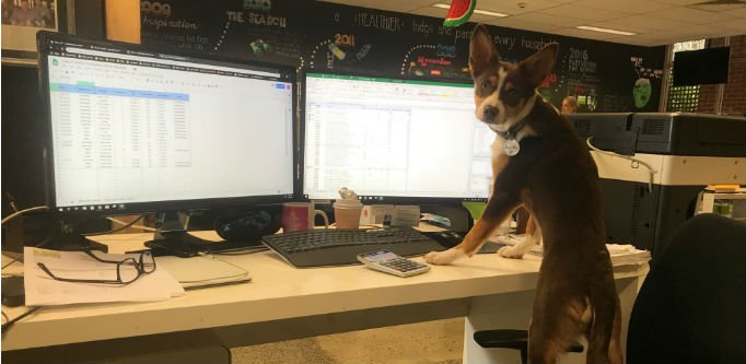 Doggos of startupland: Should your startup have an office pup?